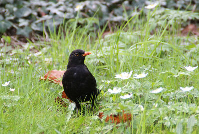 Close-up of bird on grass