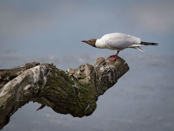 Close-up of seagull perching on shore against sky