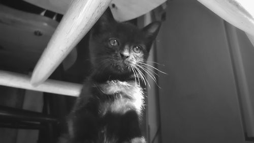 Close-up portrait of cat