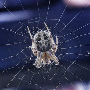 Close-up of spider