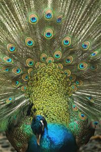 Close-up of peacock