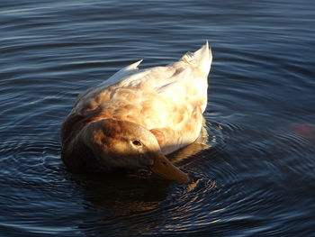 High angle view of horse swimming in lake