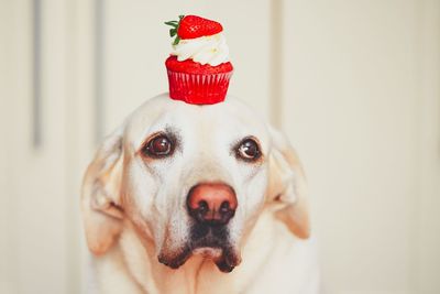 Close-up cupcake on dog