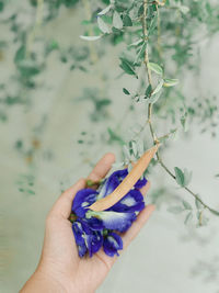 Close-up of hand holding purple flowering plant