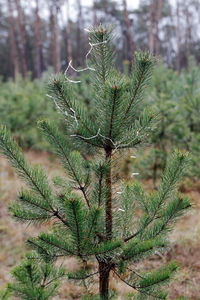 Close-up of pine tree in forest