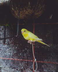 Close-up of parrot perching on wall