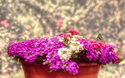 Butterfly on pink flower