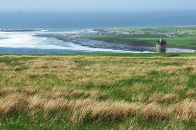 View of grass growing on field by sea