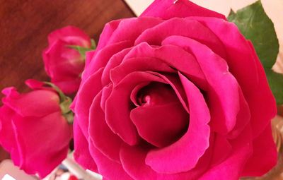Close-up of pink rose
