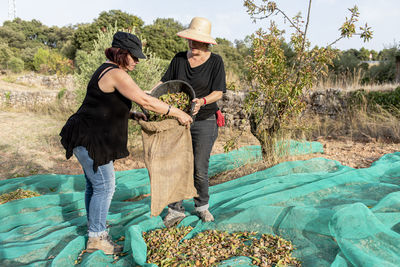 Two female farmers harvesting almonds by hand in a traditional.