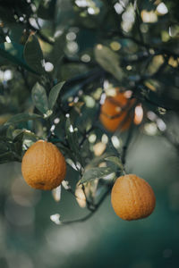 Close-up of fruit growing on tree