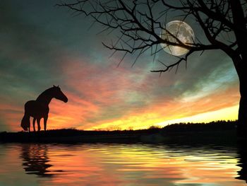 Silhouette of elephant at sunset