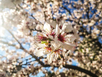 Close-up of cherry blossoms in spring