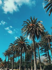 Low angle view of palm trees growing against blue sky during sunny day