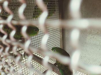 Close-up of bird in cage