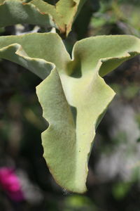 Close-up of succulent plant