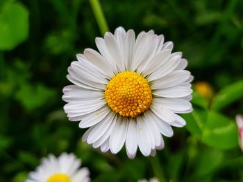 Close-up of white daisy flower