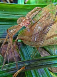 Close-up of insect on leaf