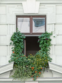 Potted plants on window of building