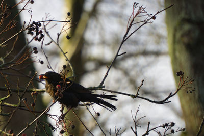 Close-up of a bird on branch