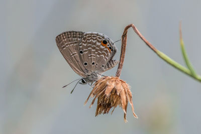 Close-up of butterfly perching on a plant