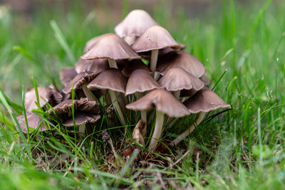 Close-up of mushroom growing on field