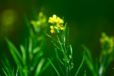 Close-up of yellow flowering plant