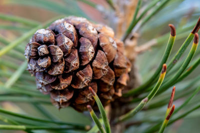 Close-up of pine cone on plant