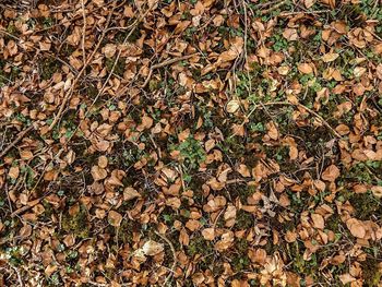 Full frame shot of leaves