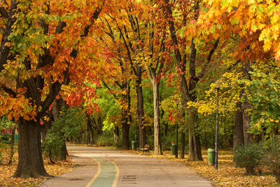 Road amidst trees during autumn