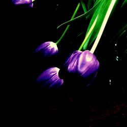 Close-up of purple flower