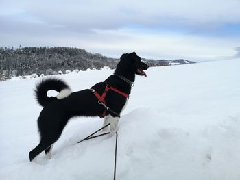 Dog on snow covered landscape