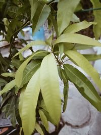 High angle view of flowering plant