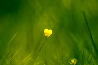 Close-up of yellow flower blooming in field