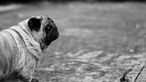 Side view of pug standing on field