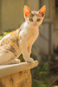 Close-up portrait of cat sitting outdoors