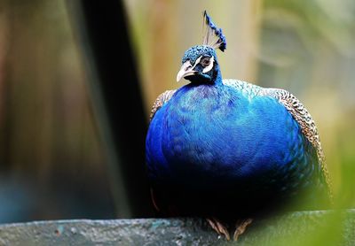 Close-up of peacock perching railing