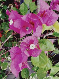 Close-up of pink flowers