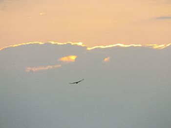 Low angle view of bird flying in sky