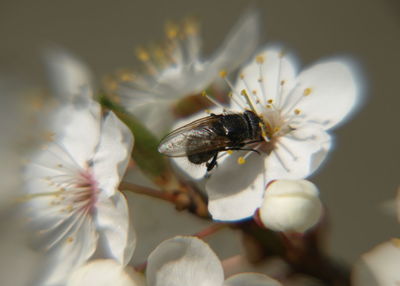 Close-up of insect on flower