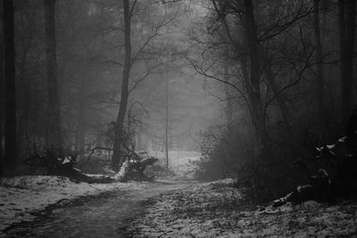 Trees in forest during winter