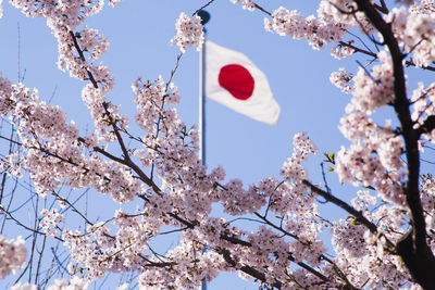 Low angle view of american flag and flower tree