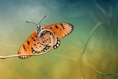 Close-up of butterfly pollinating flower