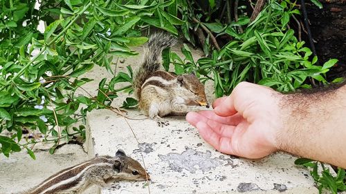 Human hand holding leaf