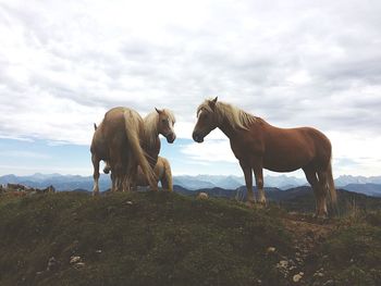 Brown horses standing against mountains