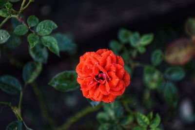 Close-up of red rose