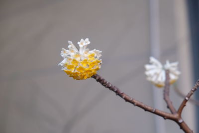 Close-up of fresh flowers blooming outdoors