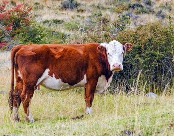 Cow standing in a field grazing