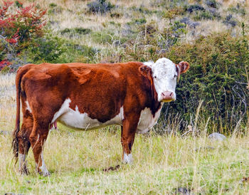 Cow standing in a field