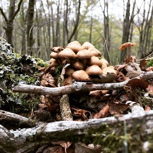 Close-up of mushrooms growing on tree in forest